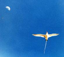 Tropikvogel fliegt zum Mond