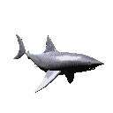 Blacktip shark
