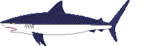 Dusky shark