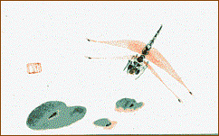 Libelle über Seerosenblättern