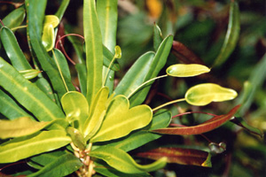 Unbekannte Pflanze von Lizard Island, Great Barriere Reef