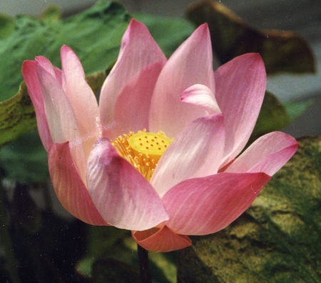 Aufgeblühter Lotus